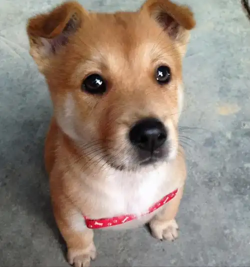 哈巴狗多少钱一只(6种) - bat日报