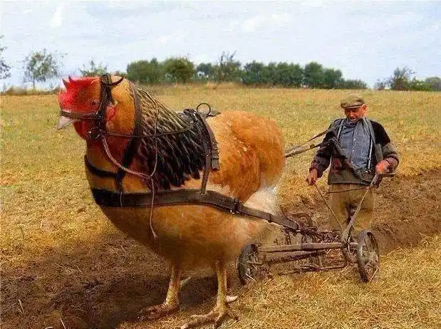 6张让人哈哈大笑的图片第6张太逗了