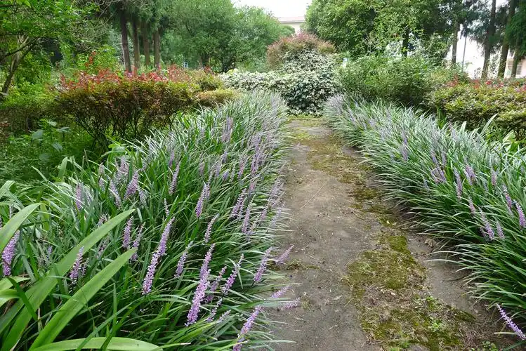 "黔南山麦冬"观赏价值高,远观如兰,花似薰衣草,盆栽孤植簇状而立,不
