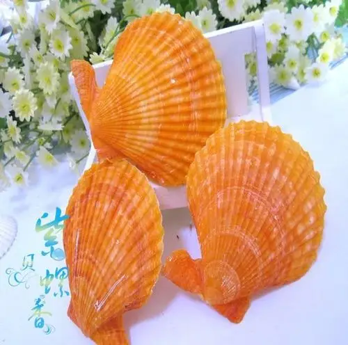 满38元包邮★★4毛啦★天然海螺 贝壳 5厘米 橘色彩色扇贝 批发