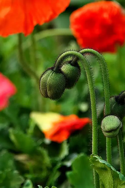 充满诱惑而美丽的罂粟花
