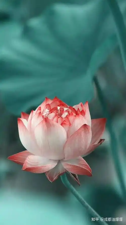 每日一佛 - 知乎