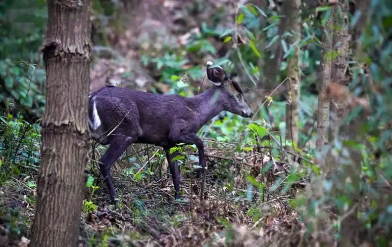(学名: i>muntiacus crinifrons /i>),别称乌金麂,蓬头麂,红头麂,麂子
