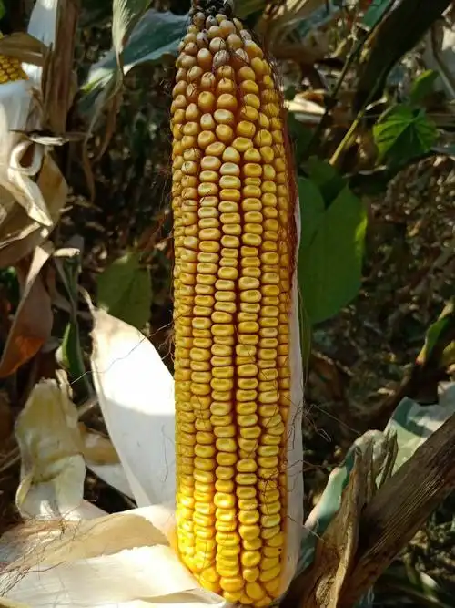 棒大穗匀,玉米品质好,16到18行