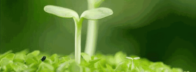 640_235gif 动态图 动图