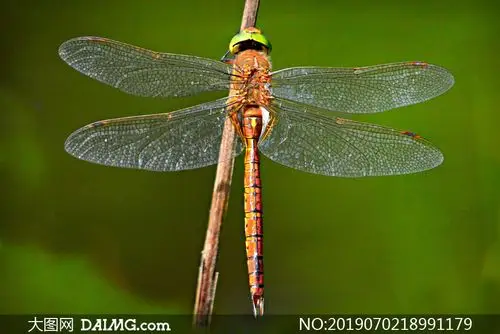 停在树枝上的蜻蜓特写摄影高清图片_大图网图片素材