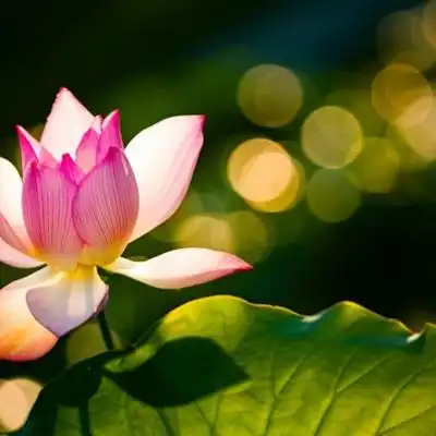 荷花唯美头像图片池塘里的荷花喜欢就拿走吧