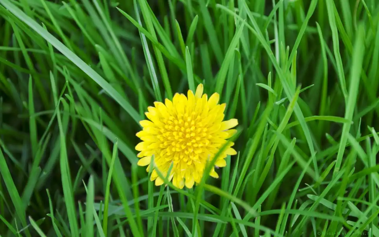 绿色护眼小清新美丽草地田园风光高清桌面壁纸(3)