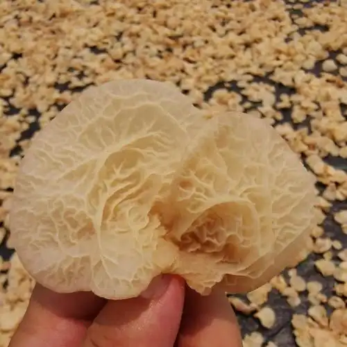 产地直销###干品羊肚耳沙耳(珍珠菌)酒店餐厅### 肉壁厚口感脆泡发率