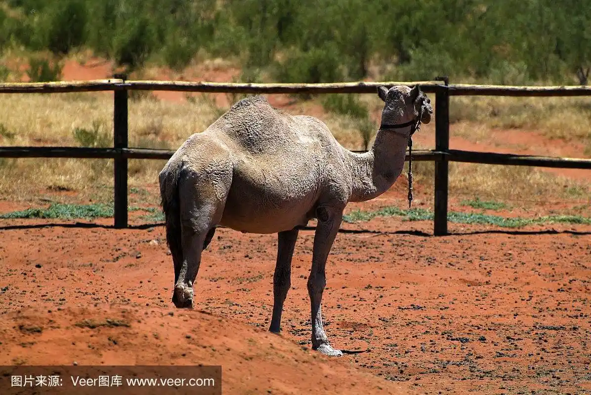 骆驼,澳大利亚,北领地州,哺乳纲,水平画幅