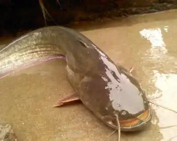 请问大家这是什么鱼?河里钓来的,可以吃吗?