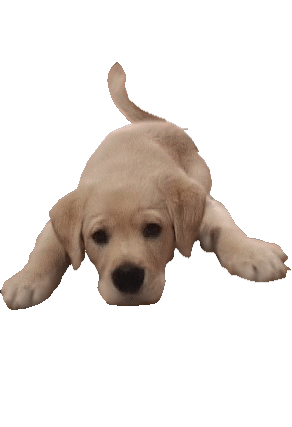 【转载】【gif-动图】—音画制作必备(动物素材-03)