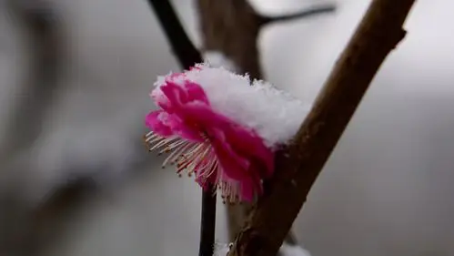 雪中梅花