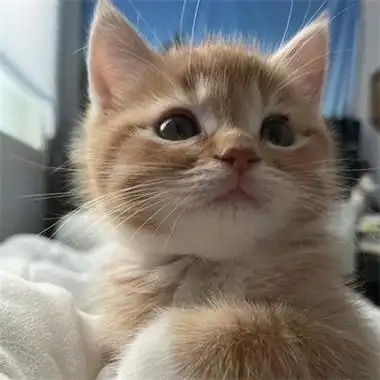 最新可爱猫咪头像超萌高清合集 与猫度过的时光从不会荒废_微信头像