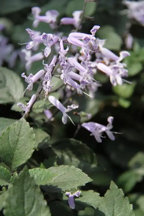 唇形科香茶菜属