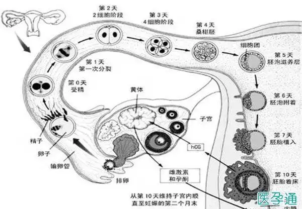 精卵受精发育着床时间流程图