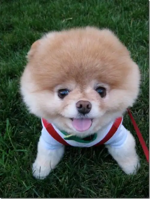 酷到极致的宠物狗 - happy information - 人与社会