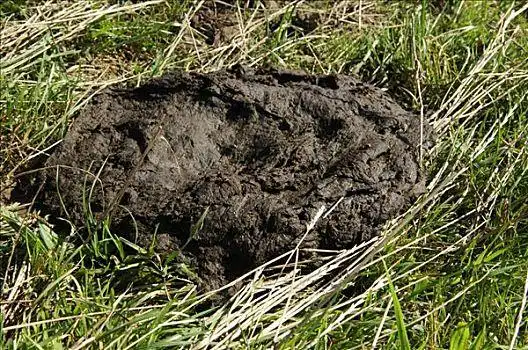 屎壳郎,推,克鲁格国家公园,南非印刷术,设计,粪便凹痕,标识,狗,草地