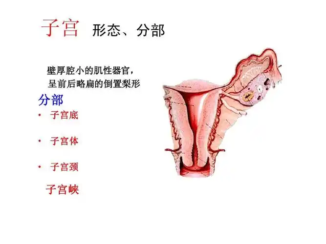 子宫 形态,分部 壁厚腔小的肌性器官, 壁厚腔小的肌性器官, 呈前郝栽
