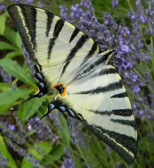 蝴蝶,捷克共和国,熏衣草,花园