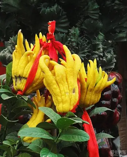 > 佛手佛座莲花