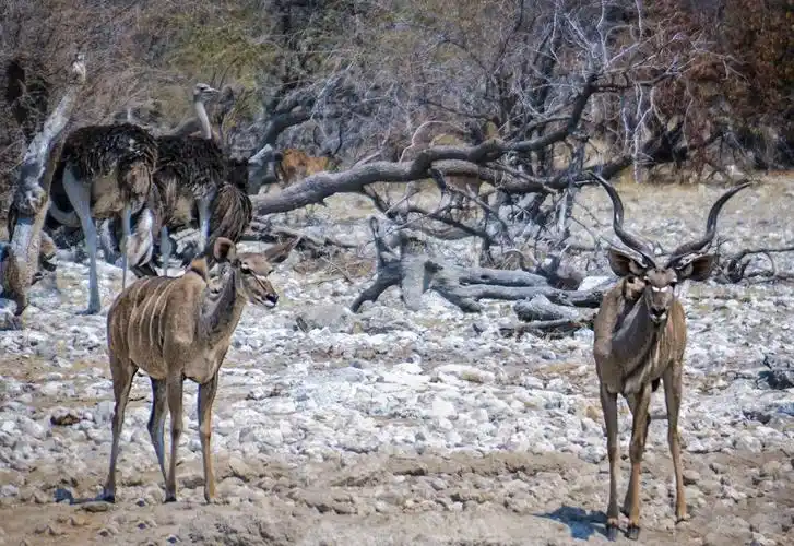 动物世界之非洲羚羊篇