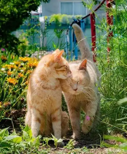 猫猫贴贴,啊啊啊啊太可爱了!