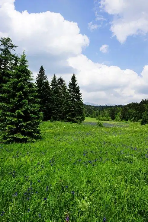 长白山原始森林 寻找黑熊的脚步