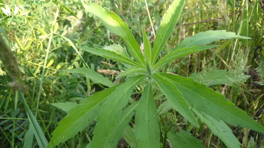 小蓬草的功效与作用