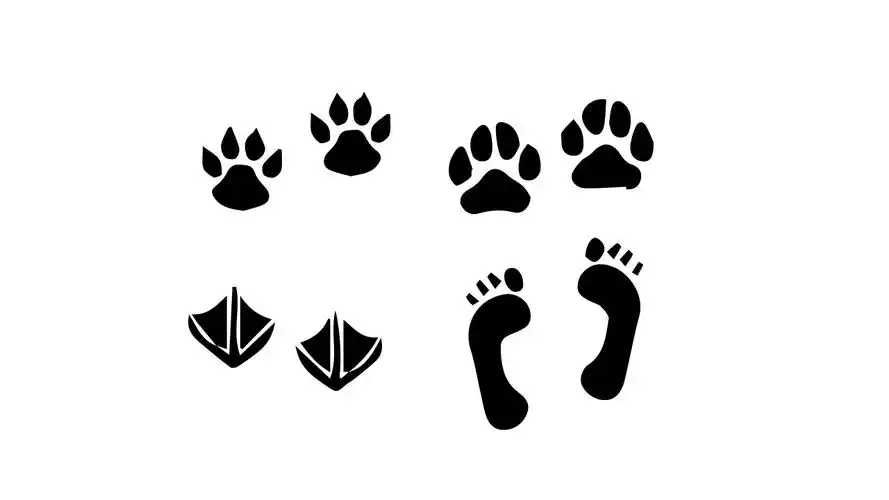 接下来画出小鸭子的小爪子最后涂上漂亮的颜色