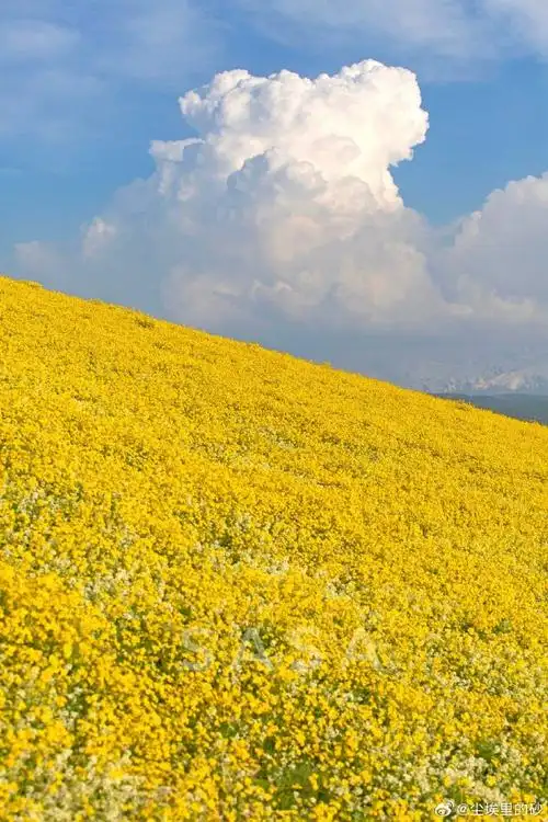 新疆花海