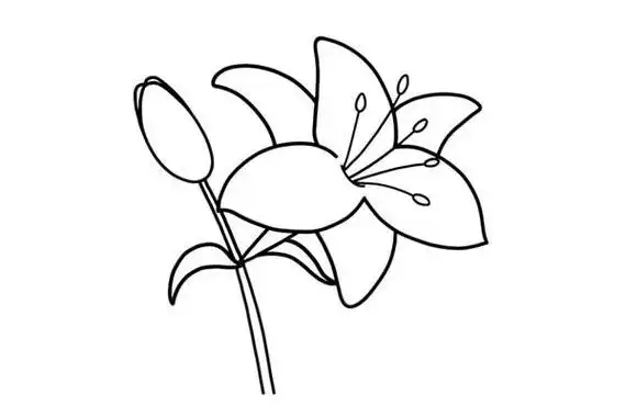 百合花怎么画简单好看百合花简笔画步骤图解教程