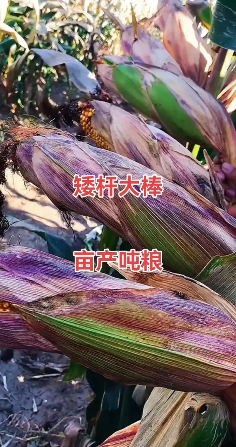 最新国审高产玉米种子 #紫根紫杆高产大棒 #矮杆大棒玉米种 - 兑趑