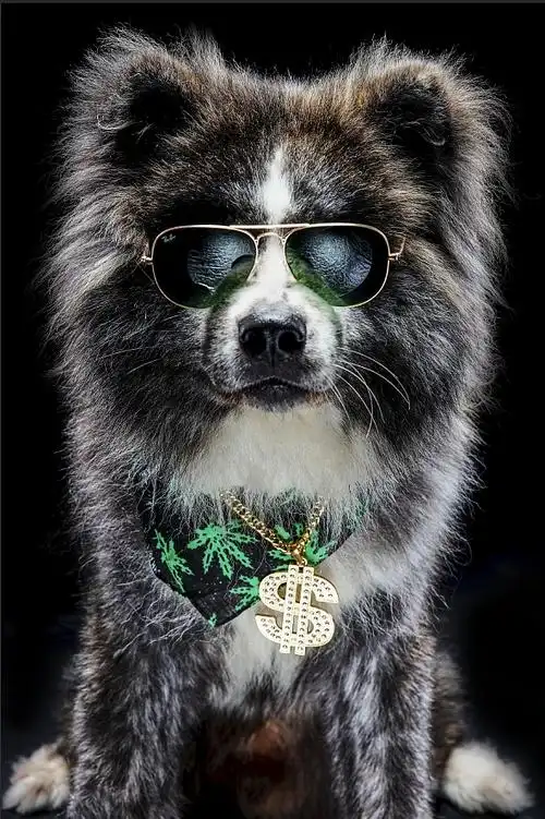 社会摄影师的社会狗