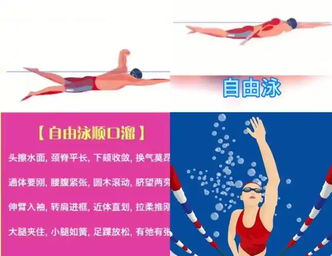 泳11566自由泳简介自由泳也就是爬泳(严格的来说不是一种游泳姿势