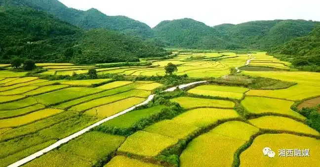 又是一年稻黄时泸溪高山稻田美如画