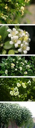 七里香,学名 murraya paniculata;芸香科 rutaceae ,奇数羽状复叶.