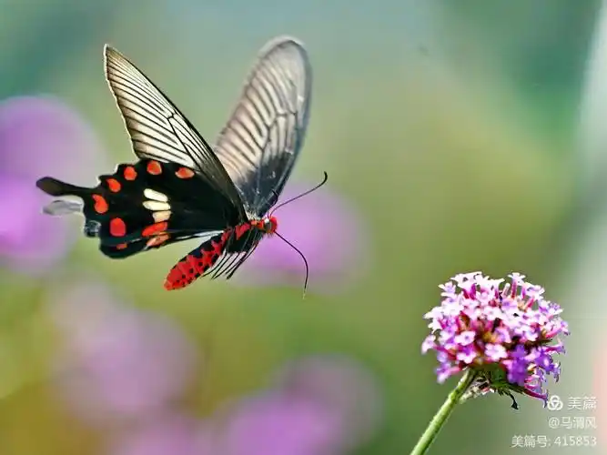 多姿多彩的红珠凤蝶