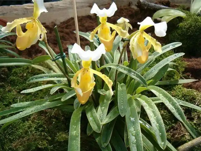 小叶兜兰(paphiopedilum barbigerum),可以看出兜兰喜湿,叶片平躺的