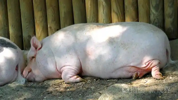 粉红色的肥猪肉睡在猪栏内