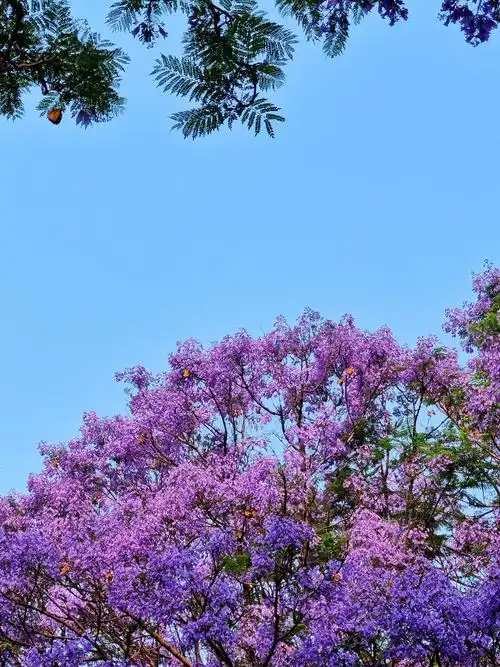 昆明教场中路蓝花楹打卡点 - 轻摄影 - 一加手机社区官方论坛