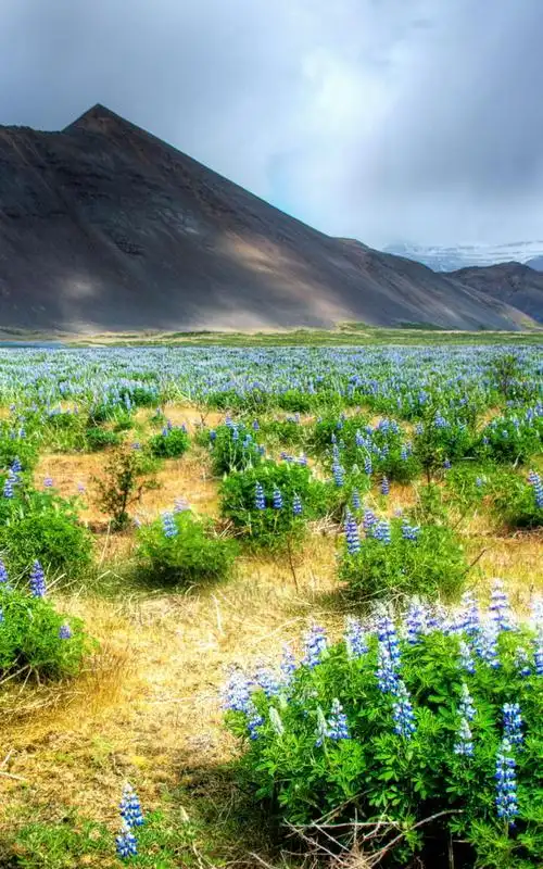 春天绿色风景,高清图片,手机锁屏桌面-壁纸族