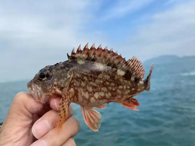 乱石礁洞的石狗公鱼