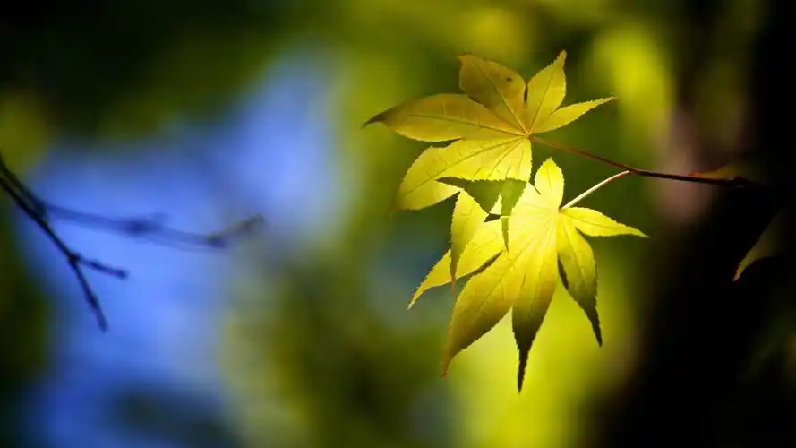 从2021年开始,运势如虹,会意气风发,福气满满的三大生肖