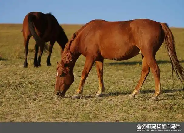 赤兔马来自中国内蒙古,蒙古高原的蒙古马,向来是军队的首选战马品种
