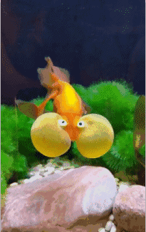 搞笑段子:放假你就别回家了,我跟你爸要去旅游,没空管你