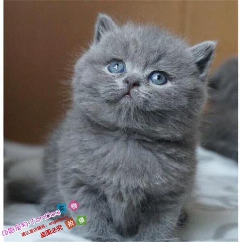 出售家养英短猫纯种蓝猫英国短毛猫幼猫活体宠物猫英短折耳猫y