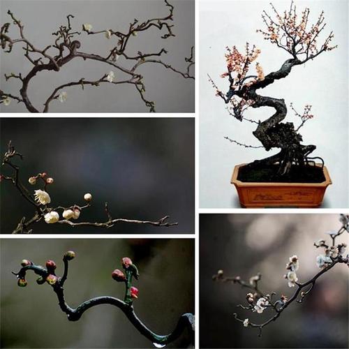 龙游梅盆景花卉室内阳台盆栽梅花苗红梅绿梅腊梅树桩绿植观花植物