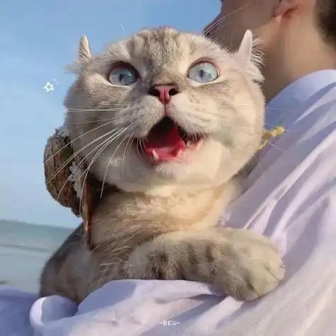 男生抱着大猫咪头像