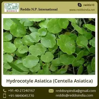 natural pure centella asiatica